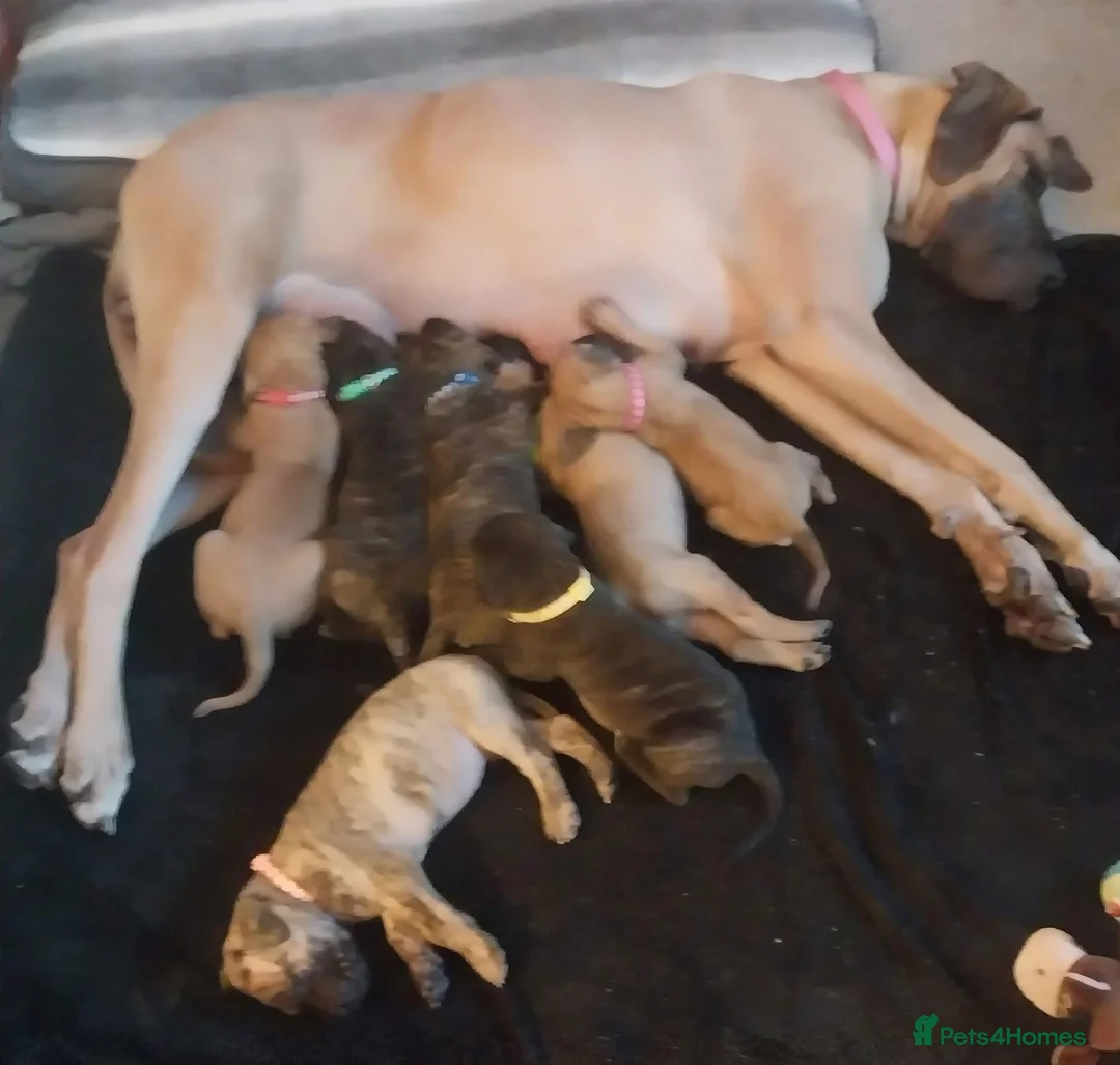 Great Dane dogs for sale: Outstanding Quality KC Reg Great Dane Pups - Advert 5