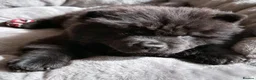 Chow Chow dogs for sale: Black male chow chow puppy Rufus. KC registered - Advert 4
