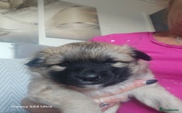 Mixed Breed dogs for sale: Pomspitz puppies  - Advert 7