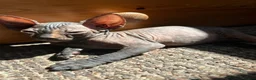 Sphynx cats for sale: 5 Canadian Sphynx kittens for sale - Advert 32