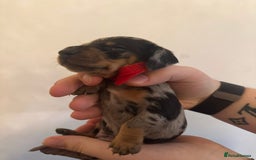 Miniature Dachshund dogs for sale: Miniature dachshund puppies for sale - Image 13