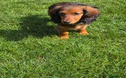 Dachshund dogs for sale: Red long-haired standard dachshund puppies - Image 27