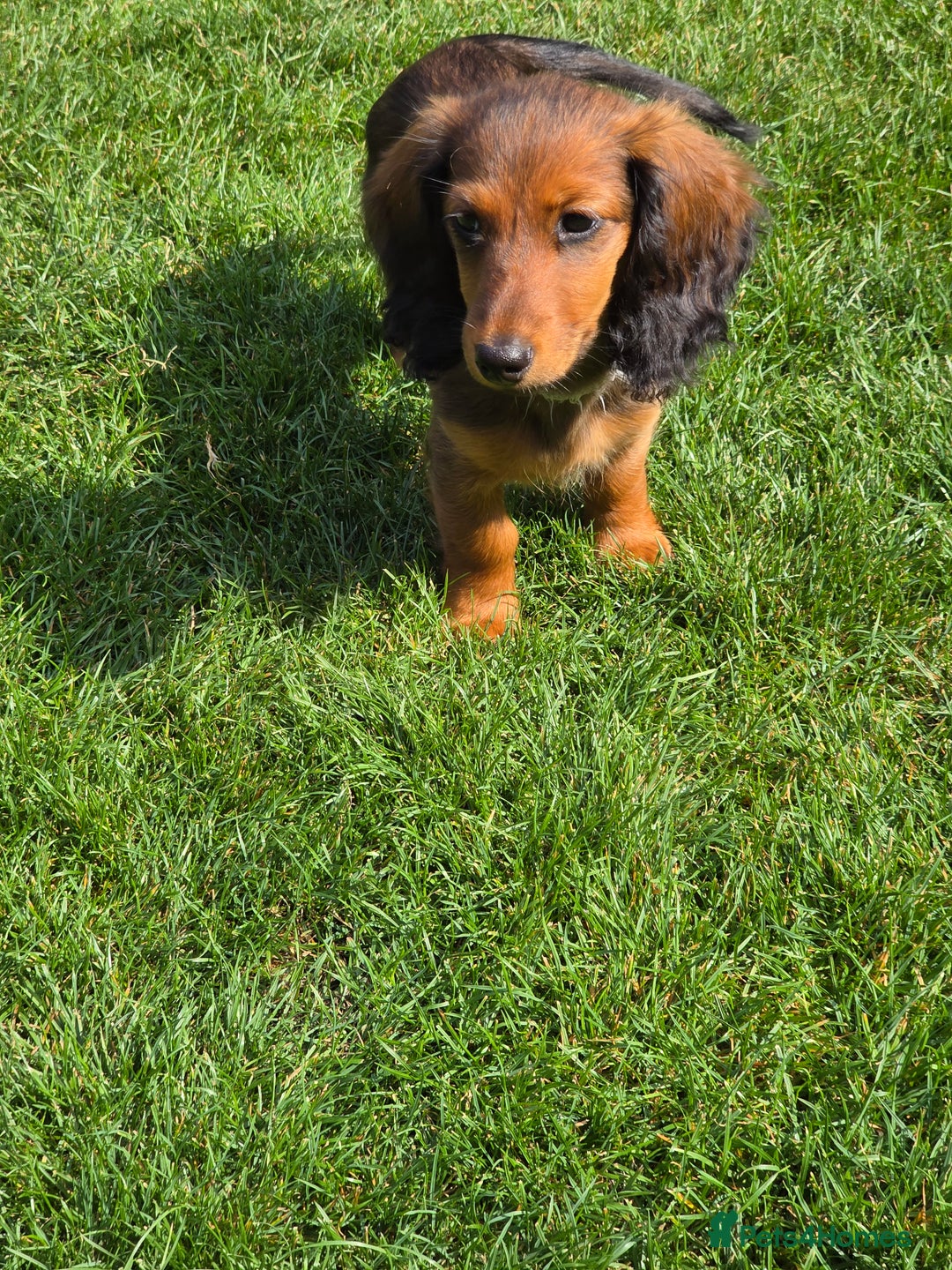 Dachshund dogs for sale: Red long-haired standard dachshund puppies - Image 27