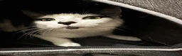 Mixed Breed cats for sale: Leuna - Advert 1