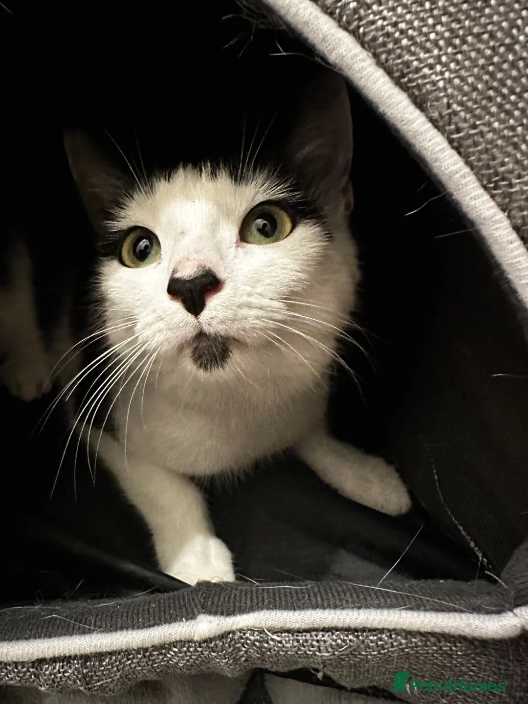 Mixed Breed cats for sale: Leuna - Advert 1