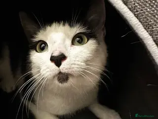 Mixed Breed cats Leuna - Advert 1