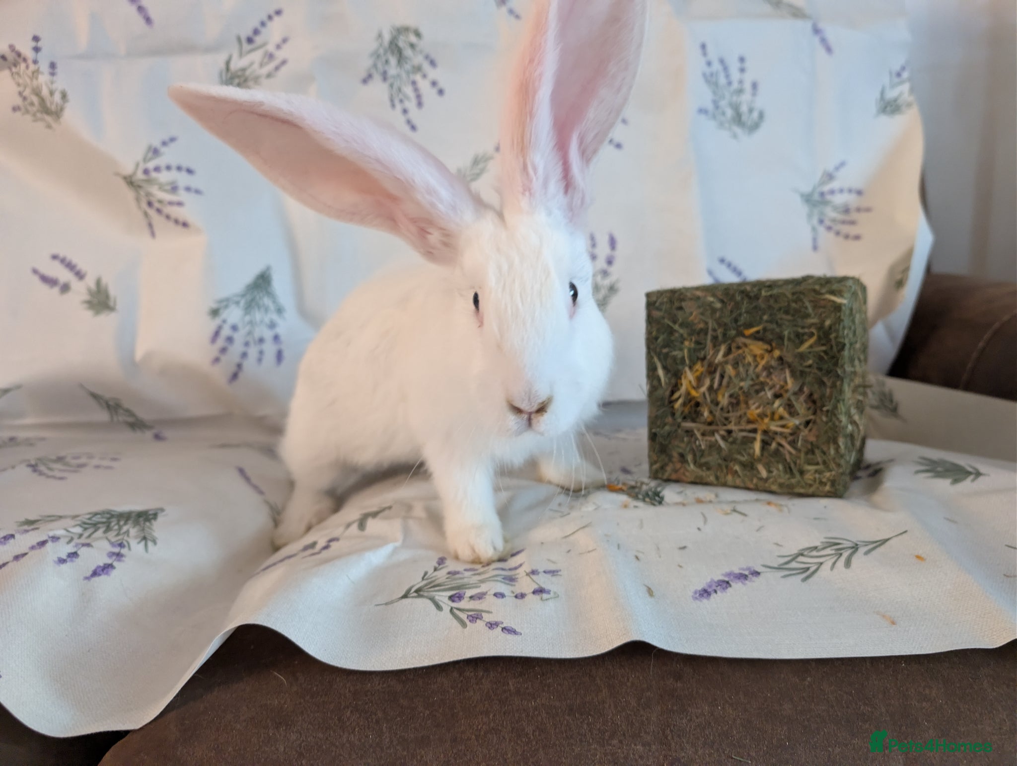 Continental Giant rabbits Continental giant  - Advert 18