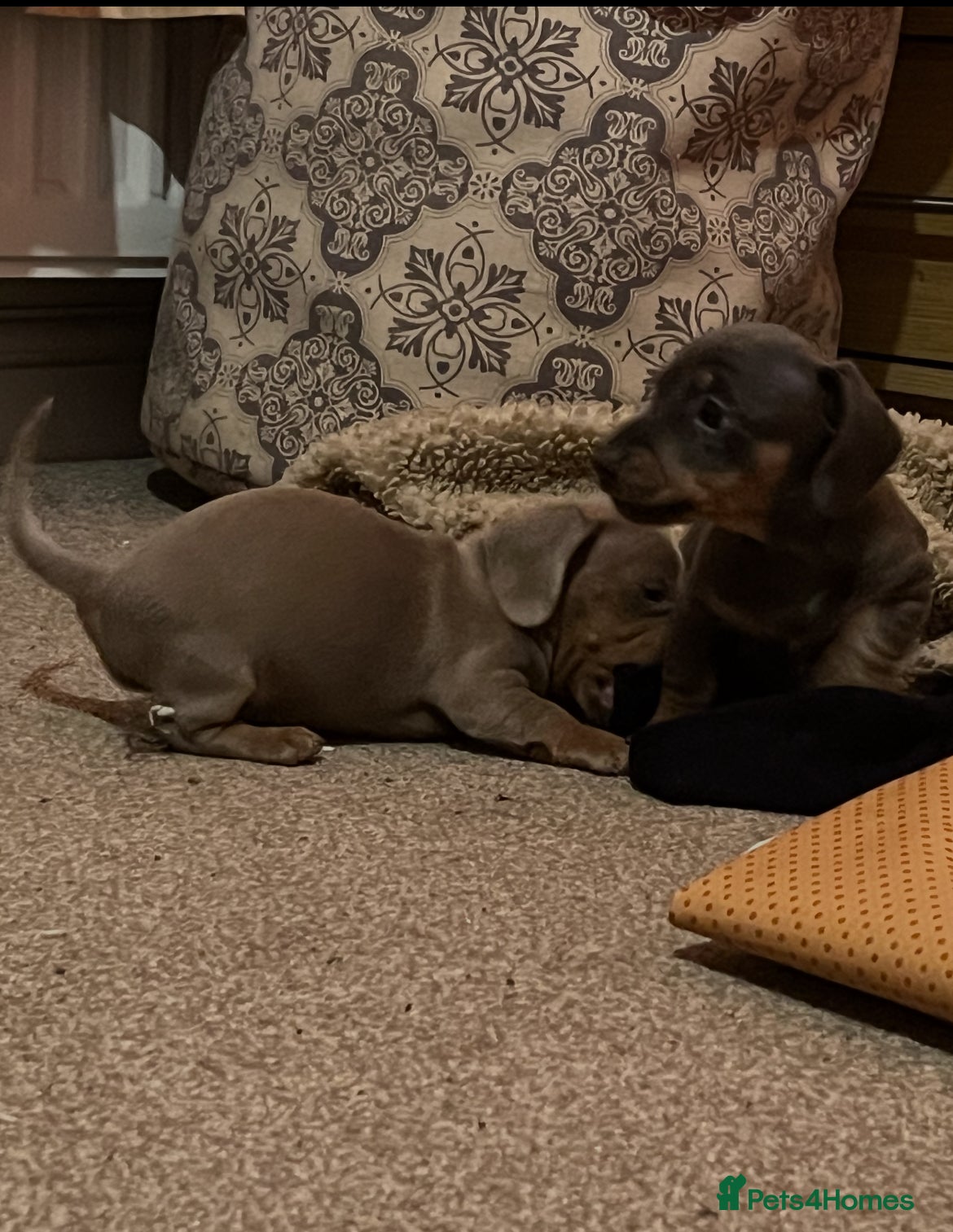 Dachshund dogs Stunning Dachshunds Viewing from 12 December  - Advert 8