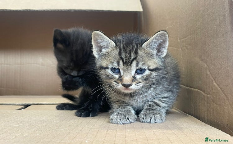 Mixed Breed cats - Advert 3