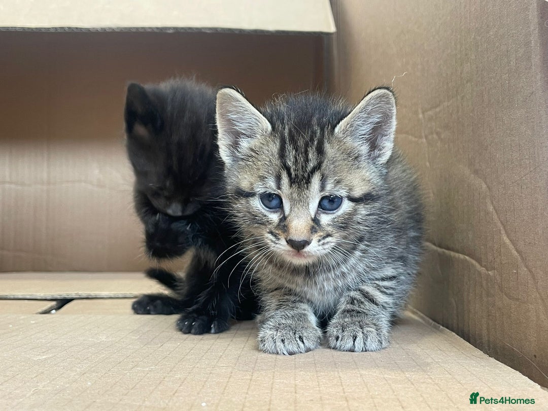 Mixed Breed cats for sale: Adorable kittens  - Image 1