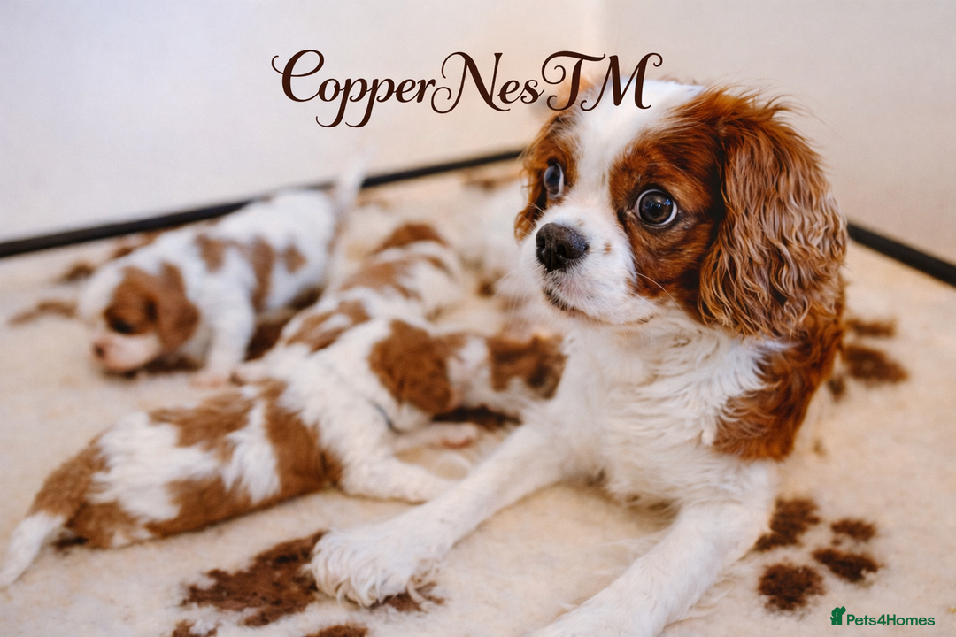Cavalier King Charles Spaniel dogs for sale: Exquisite Lady KC reg Cavalier King Charles - Advert 11