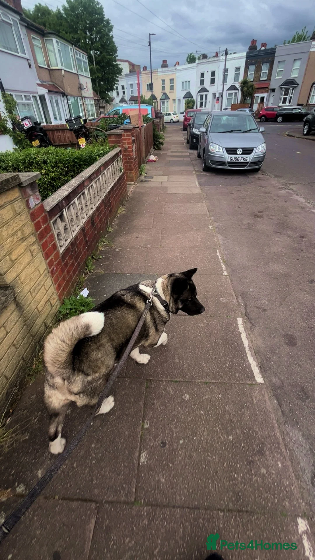 Akita dogs for sale: Gorgeous Female American Akita  - Advert 1
