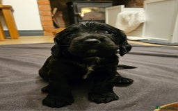 Cocker Spaniel dogs for sale: Working Cocker Spaniel Puppies  - Image 6
