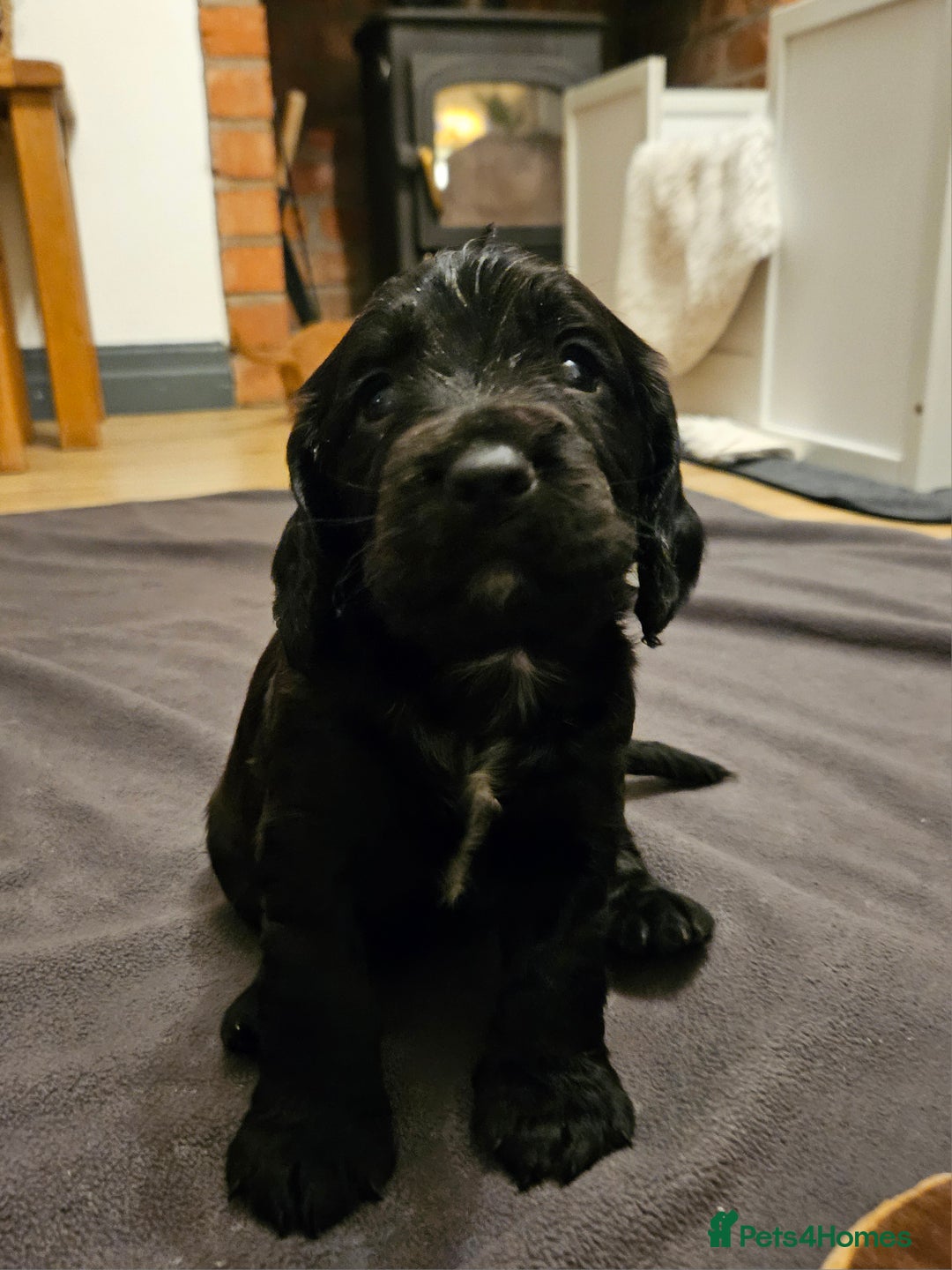 Cocker Spaniel dogs for sale: Working Cocker Spaniel Puppies  - Image 6