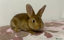 Rex rabbits for sale: Stunning mini Rex babies - Image 6