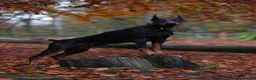 Dobermann dogs for sale: 15 Doberman X Puppies - WORKING | SPORT HOMES!!  - Advert 5