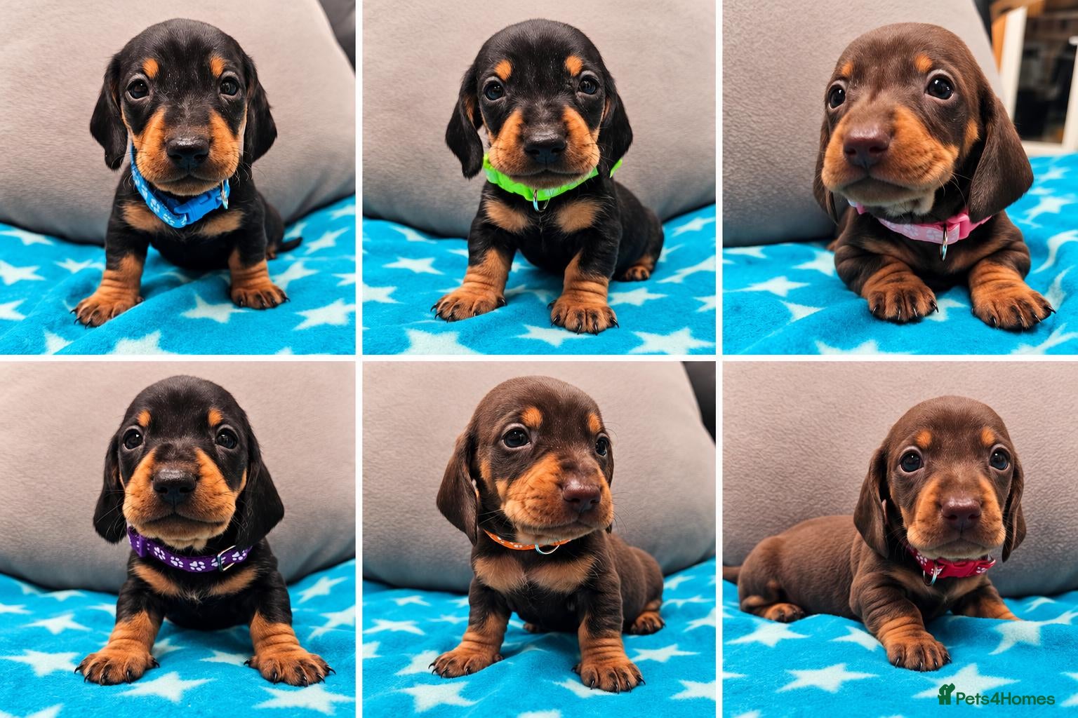 Miniature Dachshund dogs for sale: Beautiful KC Miniature Dachshund Puppies 🐾 - Advert 1