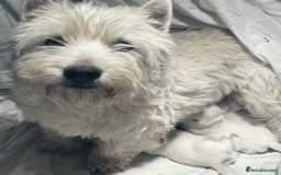 West Highland Terrier dogs for sale: West highland terrier puppies  - Image 8