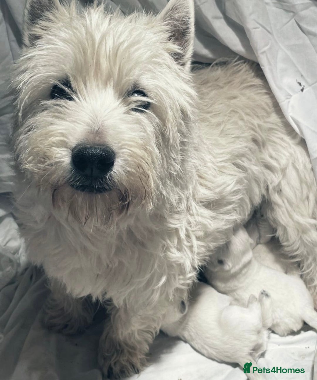 West Highland Terrier dogs for sale: West highland terrier puppies  - Image 8