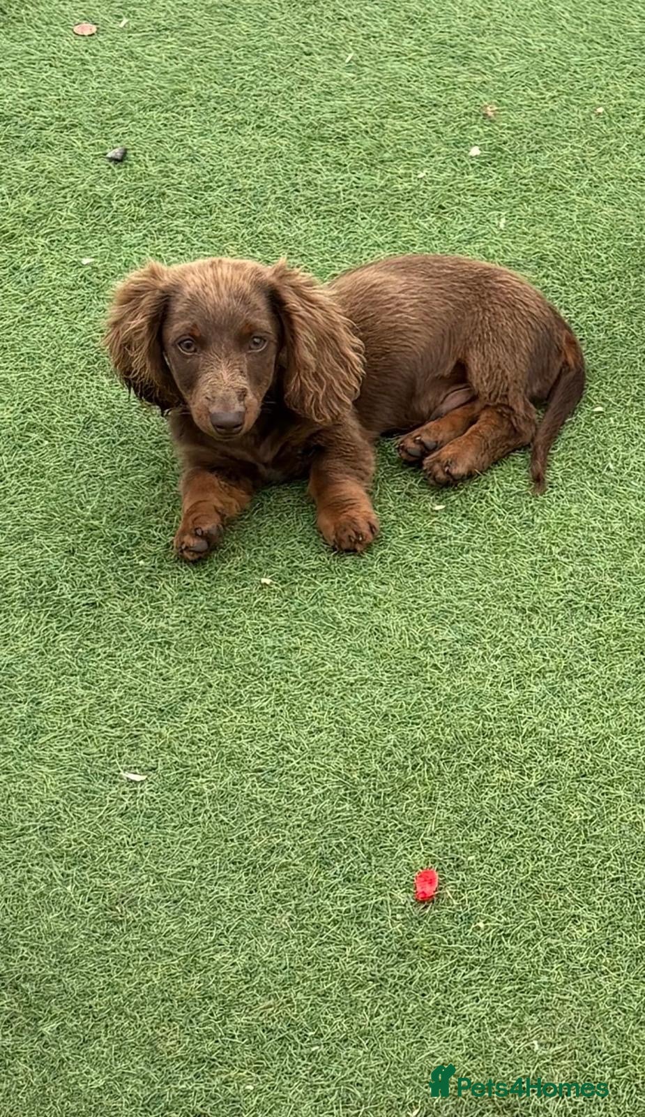 Dachshund dogs 4 month old male sausage dog  - Advert 5