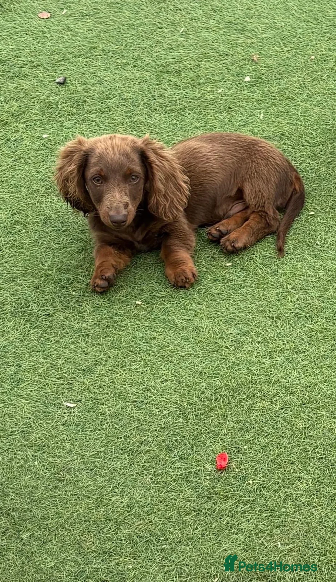 Dachshund dogs for sale: 4 month old male sausage dog  in Wellingborough - Advert 1