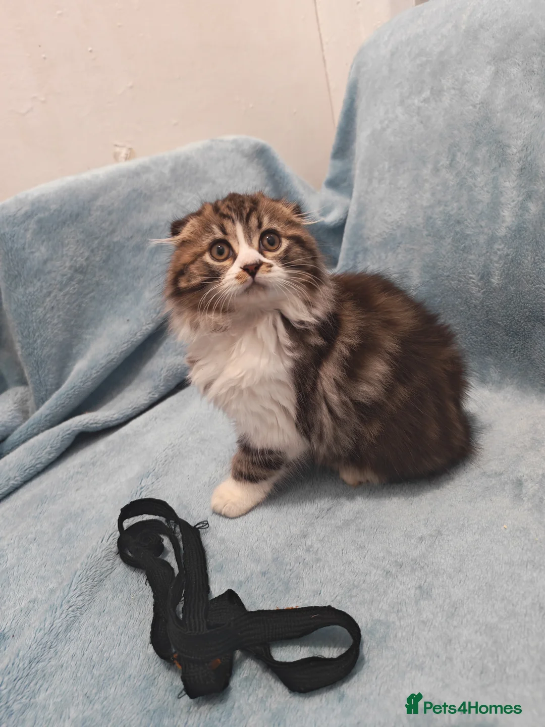 Mixed Breed cats for sale: Sccotis flod & Fluffy kittens VIDEOS - Advert 23