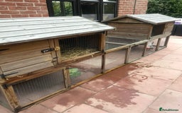 French Lop rabbits for sale: Rabbit and - Image 2