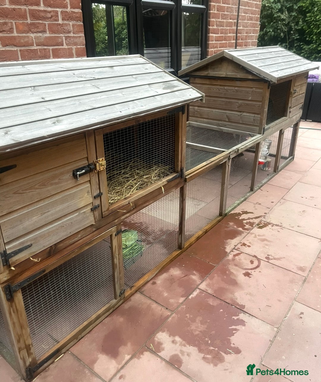 French Lop rabbits for sale: Rabbit and - Image 2
