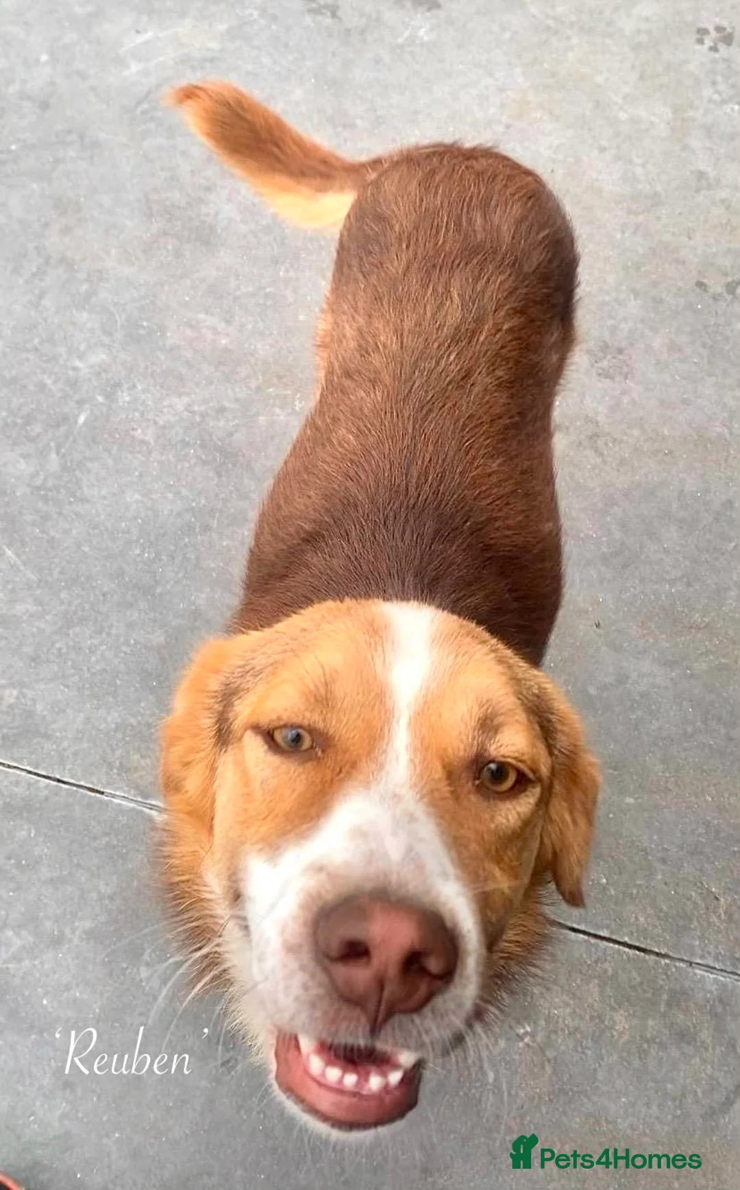 Mixed Breed dogs for adoption: Reuben, 1 yr approx. Available for adoption. in Brixham - Advert 2