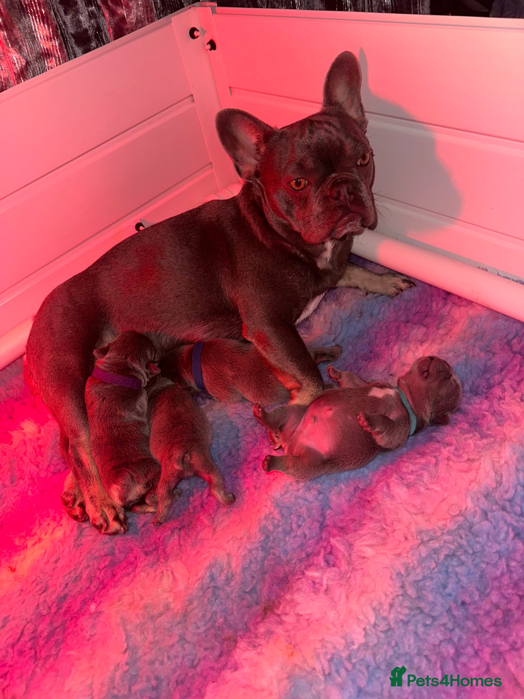 French Bulldog dogs for sale: 2nd litter of ⭐Jesus⭐️ natk9 frenchies - Image 15