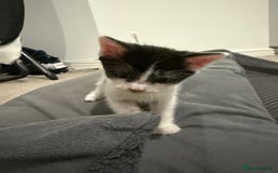 Mixed Breed cats for sale: 🤩🤩 8 beautiful babies 🤩🤩 - Image 17
