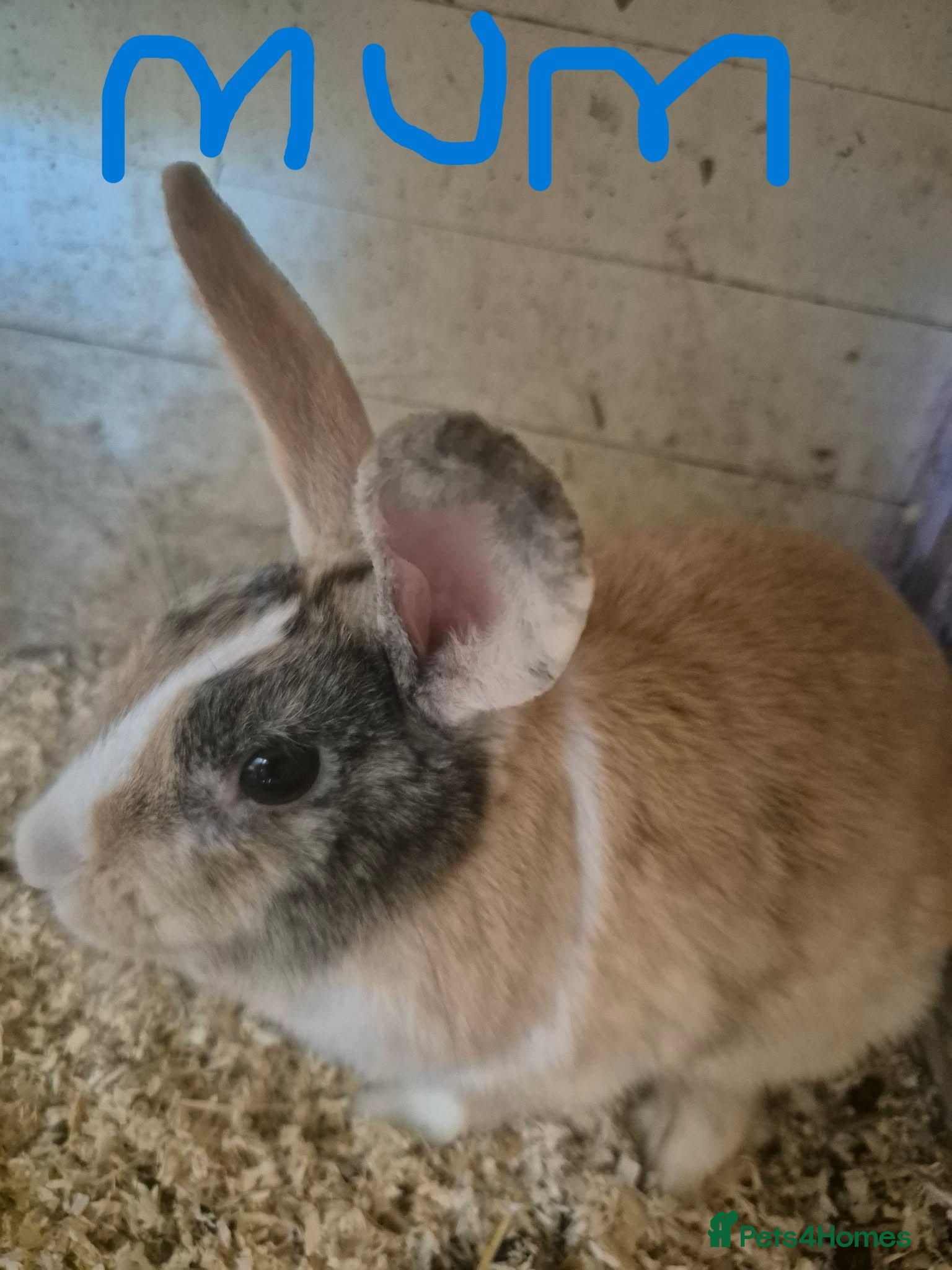 Mixed Breed rabbits rabbits in need of good home - Advert 3