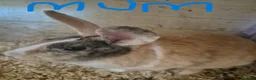 Mixed Breed rabbits for sale: rabbits in need of good home in Peterborough - Advert 1