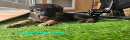 German Shepherd dogs for sale: KC Reg GSD – Top Health Tested Parents - Advert 7