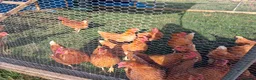 Chickens poultry for sale: Point of lay chickens in Haverhill - Advert 2