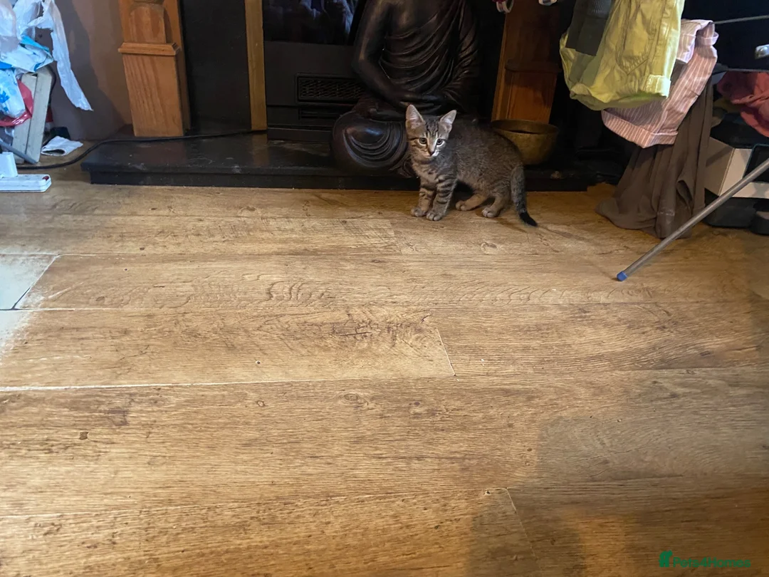 Mixed Breed cats for sale: 2 Beautiful Kittens - Advert 4