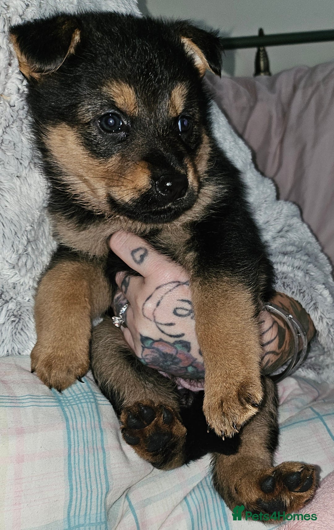 German Shepherd dogs for sale: German shepherd female puppie - Image 2