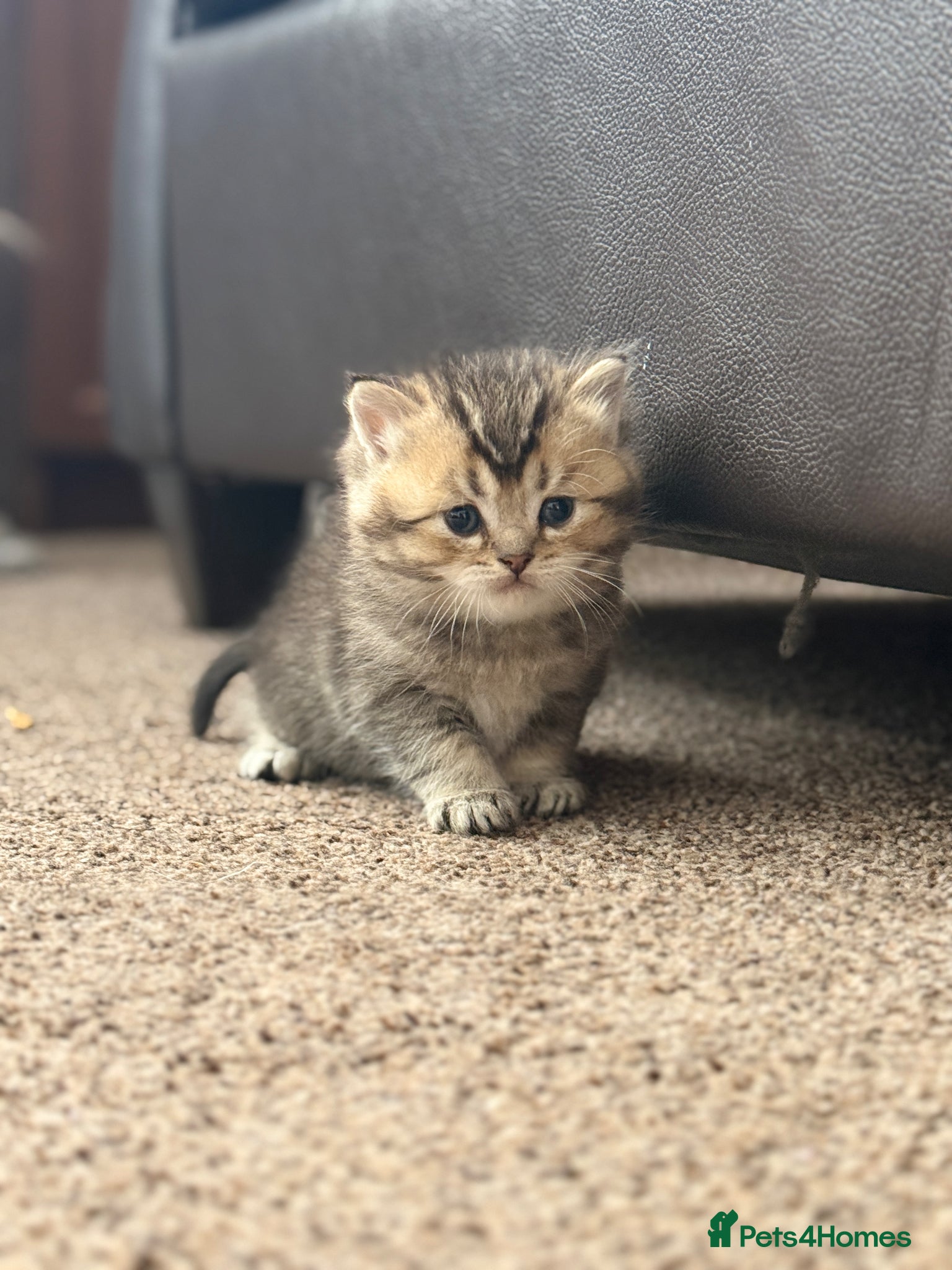 British Shorthair cats Scottish Fold/ Straight kittens available now - Advert 2
