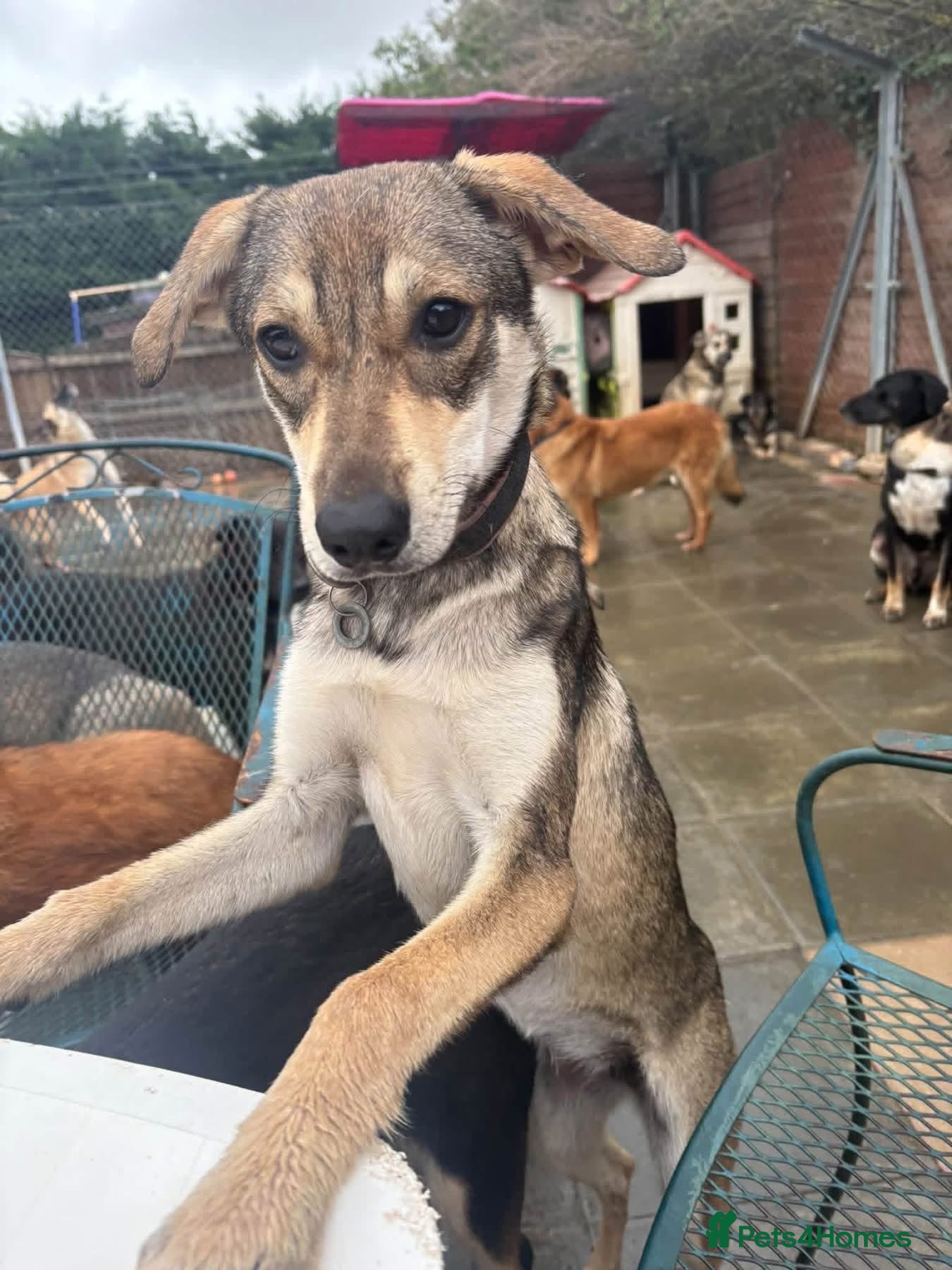 Mixed Breed dogs Rosie - Norwich Norfolk  - Advert 1