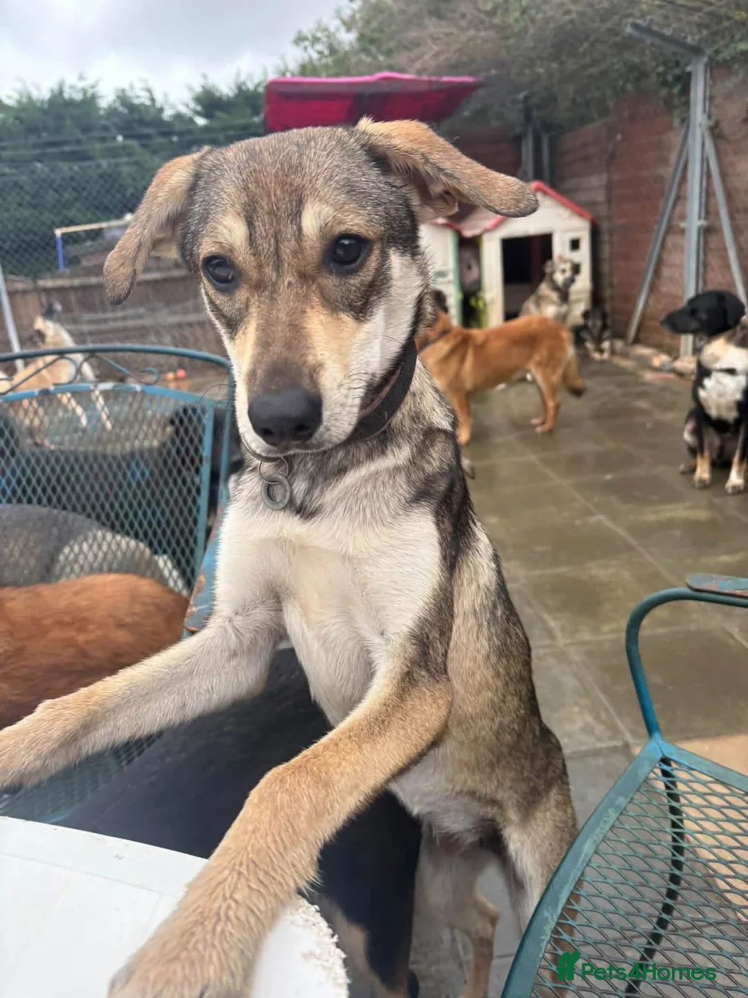 Mixed Breed dogs for adoption: Rosie - Norwich Norfolk  - Advert 1