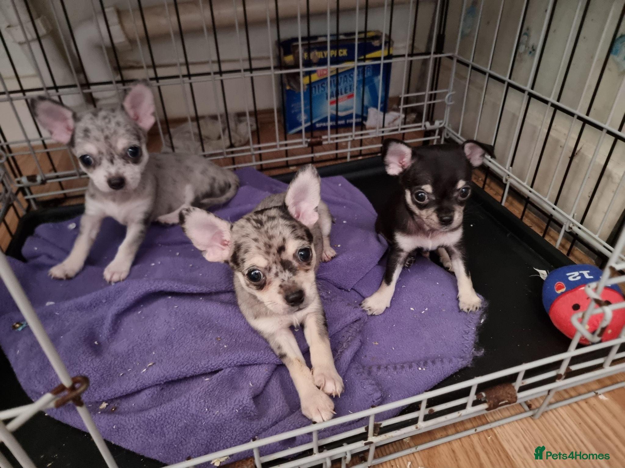 Chihuahua dogs Merle chihuahua 5 x puppies London se9 - Advert 1