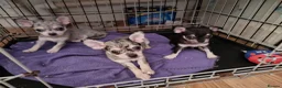 Chihuahua dogs for sale: Merle chihuahua 5 x puppies London se9 - Advert 1