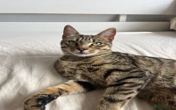 Bengal cats for sale: Adorable Kittens Looking for Their Forever Homes!  - Image 1