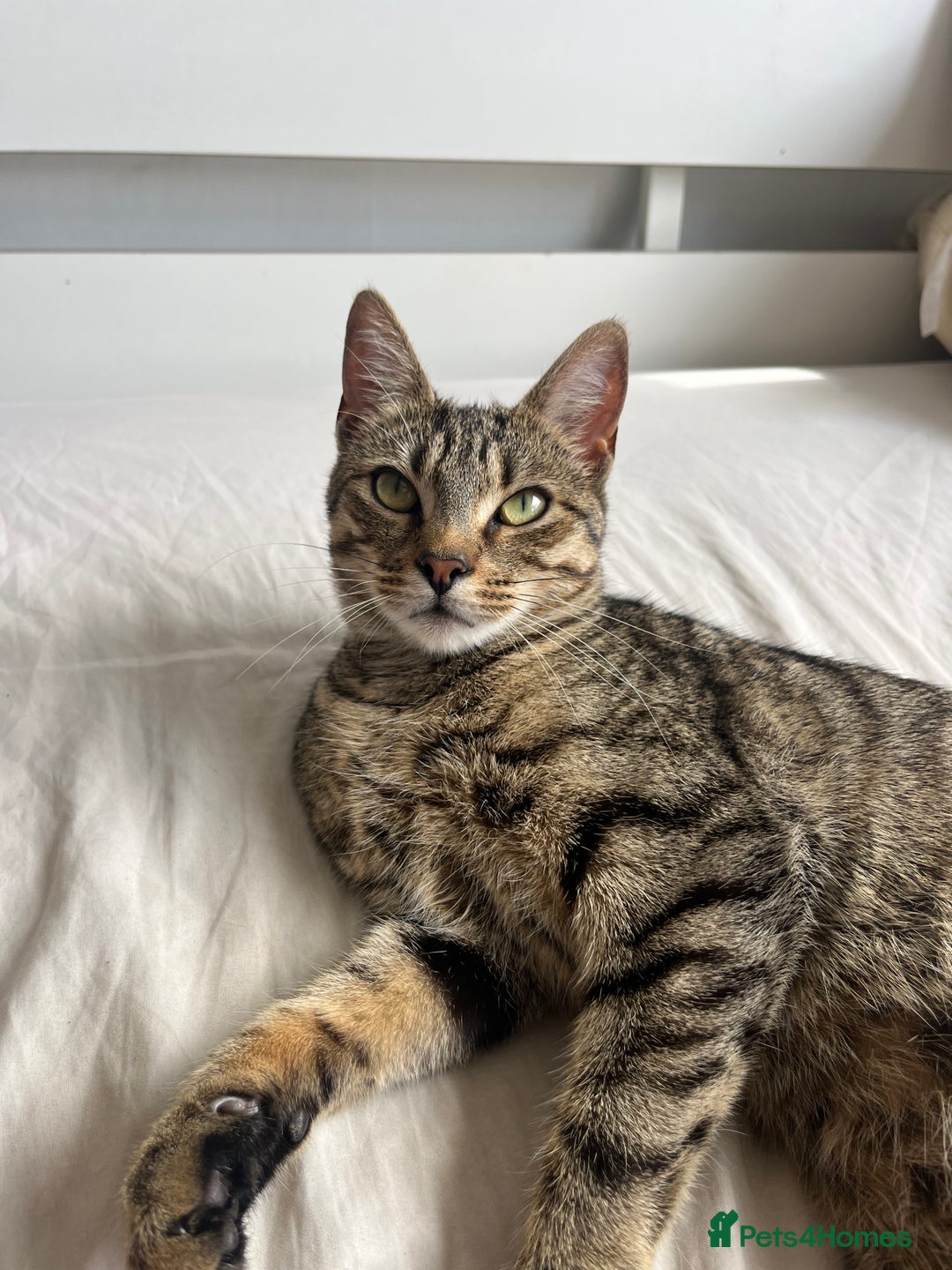 Bengal cats for sale: Adorable Kittens Looking for Their Forever Homes!  - Image 1