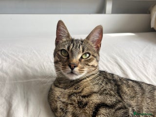 Bengal cats - Advert 1