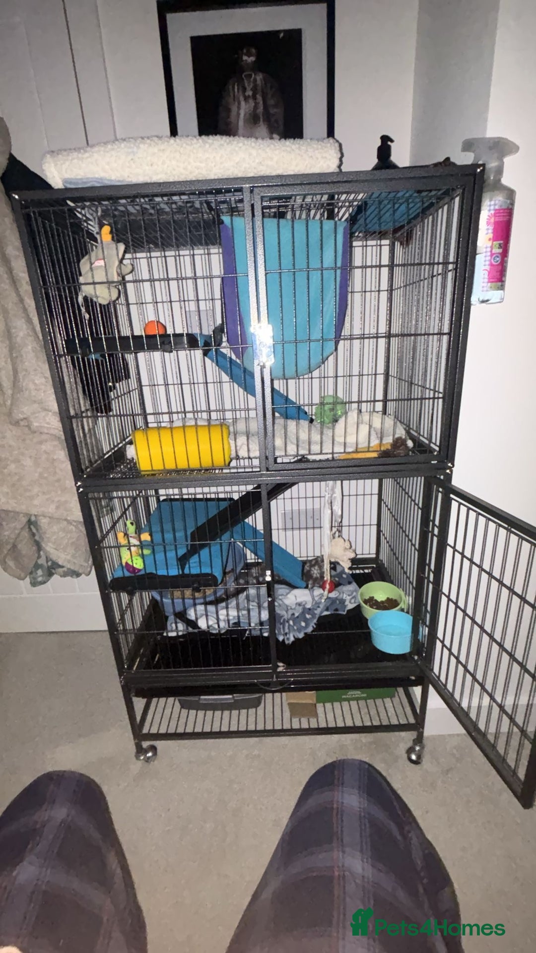 Ferret rodents for sale: Male ferret - Advert 3