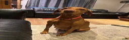 Hungarian Vizsla dogs for sale: Gorgeous kc registered vizsla puppies  in Birmingham - Advert 13