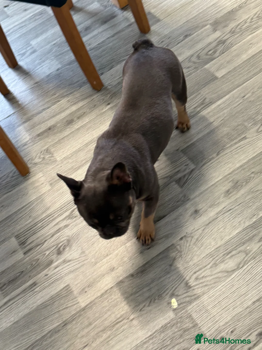 French Bulldog dogs for sale: Skyla she is 2 years old  in Coventry - Advert 5