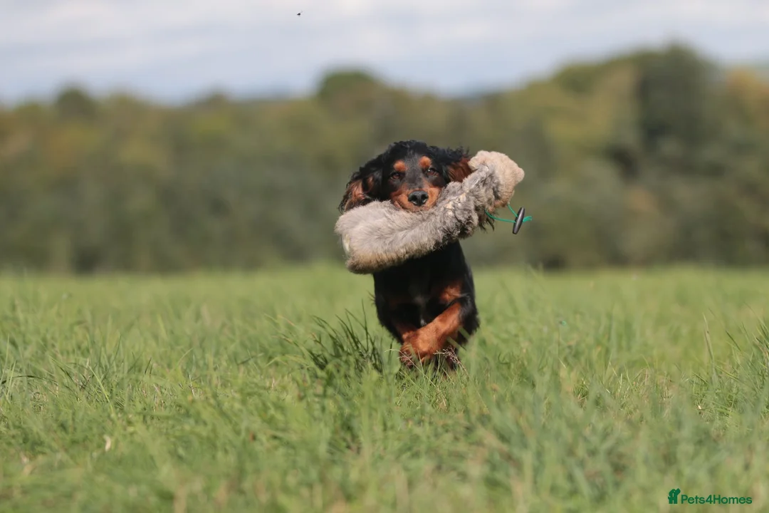 Cocker Spaniel dogs for stud: Black and tan cocker stud at Kellandbrook Gundogs  in Crediton - Advert 11