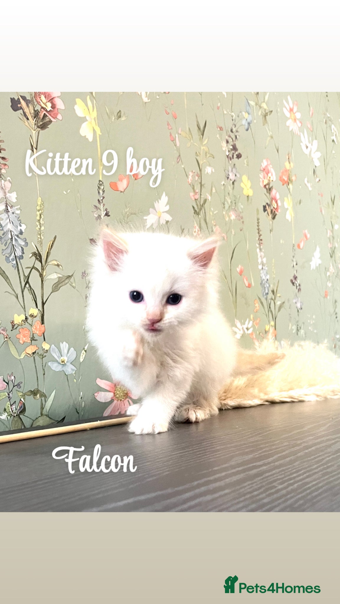 Ragdoll cats Beautiful ragdoll kittens only 2 remaining  - Advert 4